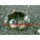 Organic Seashells Bracelets